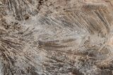 Polished Petrified Featherwood Stand-up - Arizona #210848-1